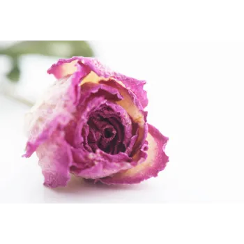 Pink Dry Rose Leaves